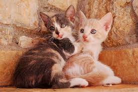 Disi Kedi Adet Olur Mu