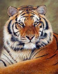 Siberian Tiger Animal Wildlife Tiger Pictures Animals Wild Tiger Painting