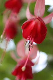 Pin By Chateau Gardens On Blossoms Fuchsia Flowers Flowers Beautiful Flowers