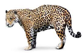 It can be found in north, central and south america. Jaguar Facts Rainforest Jaguar Facts Dk Find Out