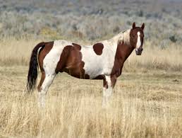 Mustangs of the Plains Images?q=tbn:ANd9GcR8EO38ZMoSMTGkq83Nwcqgm1d2EBk1a_yzevuEKy9THvyMJUo4