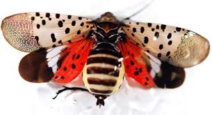 Image result for Scleria delicatula