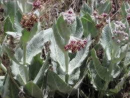 Image result for Ascolepis capensis