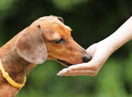 3 easy ways to keep your dachshund healthy dachshund station