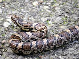 Maybe you would like to learn more about one of these? Snake Species Of Ohio At A Glance Trekohio