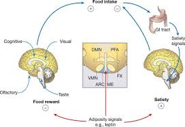 This differentiates the cns from the pns, which consists of neurons, axons, and schwann cells. Central Nervous System Control Of Food Intake And Body Weight Nature