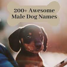 Female dog names with meanings will make the process of naming your dog easy, there are several factors and important tips that should know about. 200 Cool Male Dog Names And Meanings Pethelpful