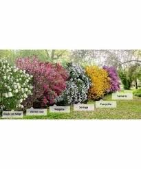 Haie Des 4 Saisons 6 Arbustes En 2 3 Branches Haie 5 M Jardin Pot Garten Hecken Garten Landschaftsbau Garten Bepflanzen