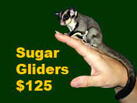Over 20 years in business. S S Exotic Animals