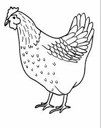 Mewarnai gambar ayam jantan chickens rooster e animals. 94 Gambar Animasi Ayam Berkokok Lengkap Cikimm Com