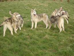 сколько волка не корми он все равно в лес смотрит Northern Inuit Dog Nem Ismeri Fel Mint Egy Hibrid Megjelenes Jelleget Tartalmat Es Ellatas Fotok Volchak Porody Sobak Ezdovye Sobaki