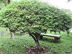 Image result for Cassia agnes