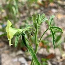 Image result for Hibiscus sidiformis