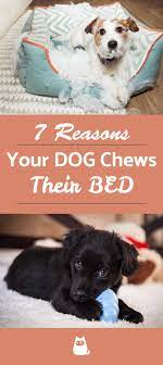 We did not find results for: My Dog Keeps Chewing Their Bed Causes And How To Stop It Dogs Dog Care Puppy Biting
