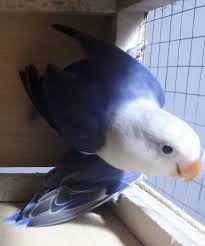 Lovebird memang masih menjadi trend di kalangan hobi kicau, terlebih dengan muculnya genenik biola yang pedes atau lovebird parblue yang eksotik. Parblue N Sable Lovebirds Faakhir Khan Birds Facebook