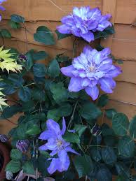 Клематис вивьен пеннелл (vyvyan pennell). Clematis Vyvyan Pennell Flower Garden Garden Vines Clematis Vine