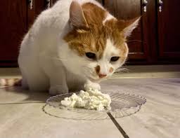 Just mix together coconut milk, your sweetener of choice, and vanilla extract. Can Cats Eat Cool Whip Will It Make Them Sick Happy Cat Corner