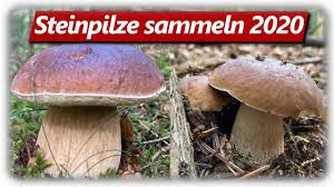 «für die verfügbarkeit in den nächsten wochen wird das wetter in. Steinpilz Wahnsinn Teil 1 Speisepilze Sammeln Im September Youtube