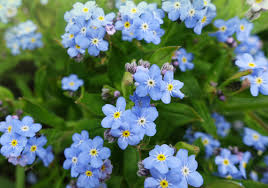 The ancient peoples believed that every flower could describe the person and its fate; How To Say What You Mean In The Language Of Flowers Here By Design