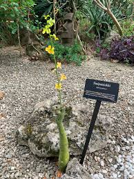 Image result for Adenia glauca