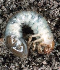 While these white grubs tend to attack lawns, they have been found in gardens as well. What To Do About Grubs In Vegetable Garden And Potted Tree Gardening Landscaping Stack Exchange