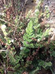 Image result for Cheilanthes quadripinnata