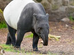 Decades of poaching has made the species critically endangered. Malayan Tapir Tapirus Indicus Facts An Endangered Species Owlcation