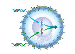 Check spelling or type a new query. Stable Cell Line Generation Multispan Inc