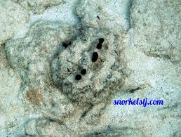 Image result for Scythris crypta