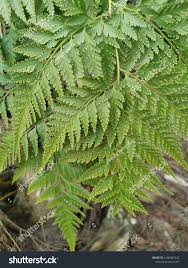 Image result for Davalliaceae