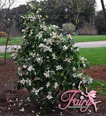Fairy Magnolia Dog Friendly Garden Garden Design Plants