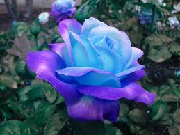 Képtalálat a következőre: „blue rose tumblr”