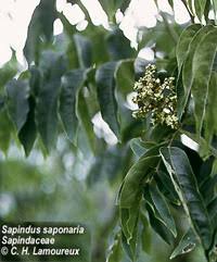Image result for Sapindus saponaria
