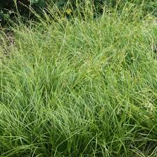 Image result for Carex johnstonii