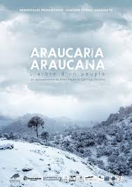 Image result for Arauk rie Araucaria
