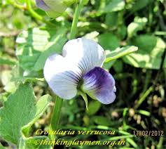 Image result for Crotalaria verrucosa