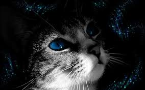 Black tabby cat with blue eyes. Hd Wallpaper Silver Tabby Cat Muzzle Black White Blue Eyed Animal Pets Wallpaper Flare