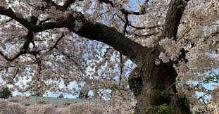 While many cherry blossom trees can grow in any type of soil, certain atypical types. Everything You Need To Know About Yoshino Cherry Trees This Old House