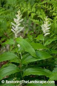 Dec 12, 2011 · this publication is a comprehensive guide to growing and identifying native wildflowers suitable for planting in georgia. 12 Indiana Native Shade Plants Ideas Shade Plants Plants Perennials