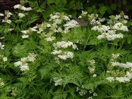 Image result for Agelanthus myrsinifolius