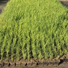 Gewohnliches Schilf Schilf Pflanzen Gartenbau