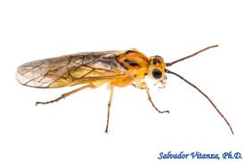 Image result for Swertia pleurogynoides