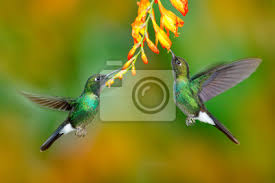 Diese einzigartige und originelle kunstwerke sind gedruckt. Kolibri Mit Orangenblute Zwei Fliegende Kolibri Vogel Fliegen Leinwandbilder Bilder Throated Ecuador Brummen Myloview De