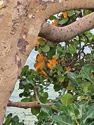 Image result for Phragmanthera dschallensis