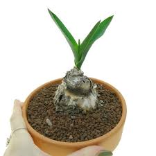 Image result for Drimia hockii