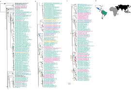 Image result for Synsepalum passargei