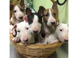 The american pit bull terrier was created by mixing different bulldog & terrier breeds in the 1800's. English Bull Terrier Puppies Dubai Dubai Classifieds