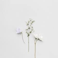 gemini | Beautiful flowers, Planting flowers, Plants