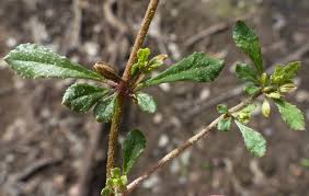 Image result for Molluginaceae