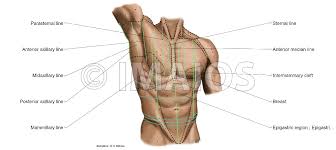 Rib cage pain may be sharp, dull, or achy and felt at or below the chest or above the navel on either side. Thoracic Wall And Breast Illustrations